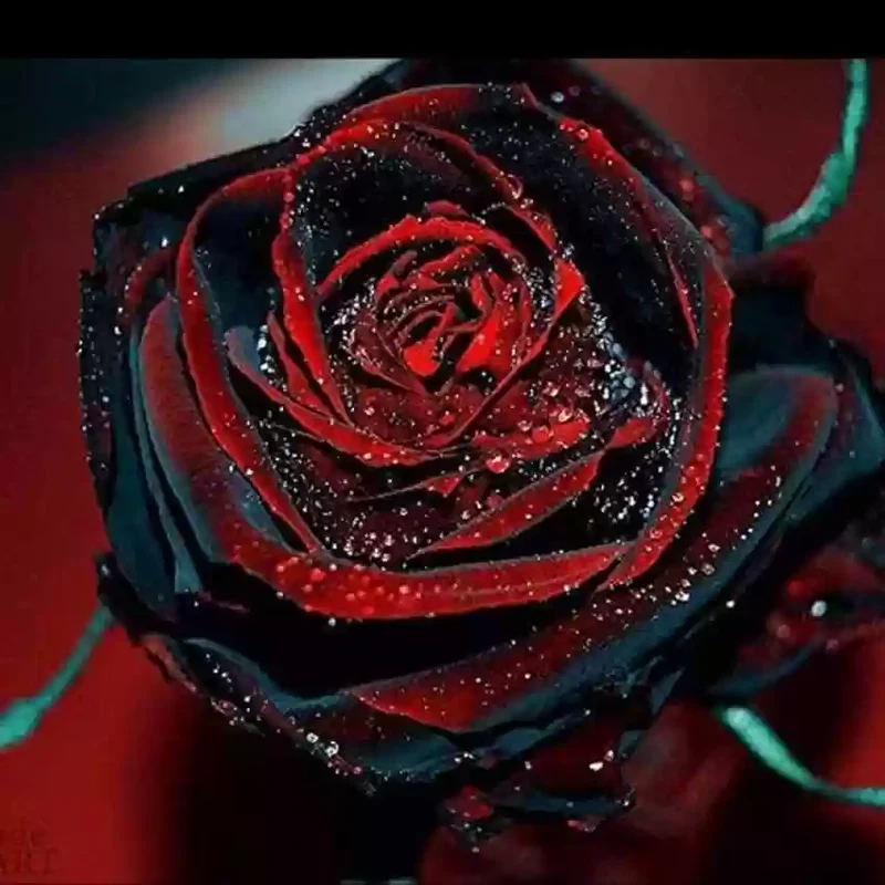 Black Rose with Red Edge Flower Seeds for Planting - 100 pcs