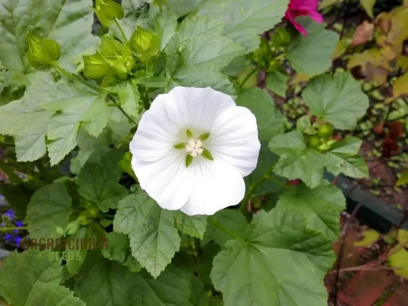 Bianco Malope Mallow Trifida Flower Seeds for Planting 100 pcs