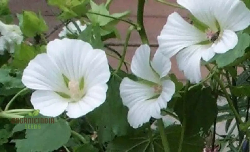 Bianco Malope Mallow Trifida Flower Seeds for Planting 100 pcs