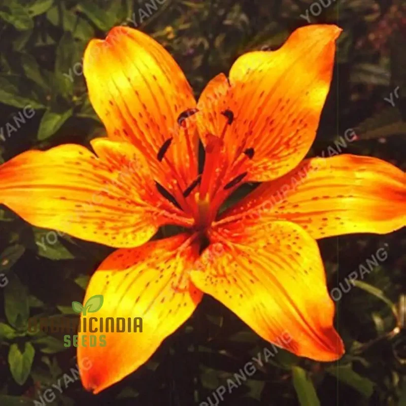 Earth-Cent Crisantamo Flower Seeds for Planting - 100 pcs