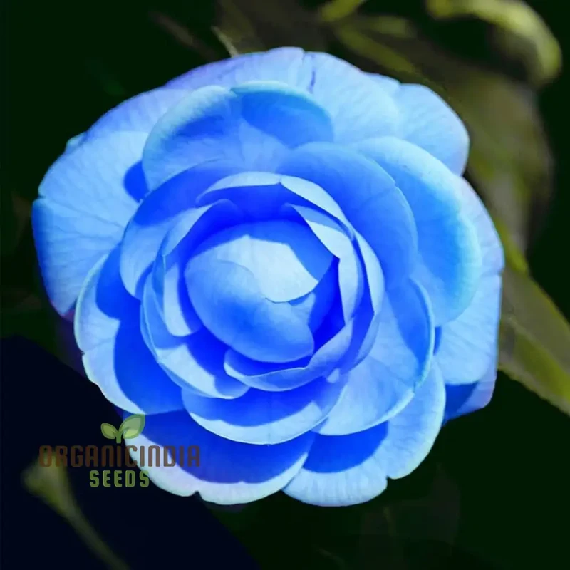 Camellia Seeds (Agramsero del Fiore Camellia Seeds) - Elegant Blooming Flowers for Gardens