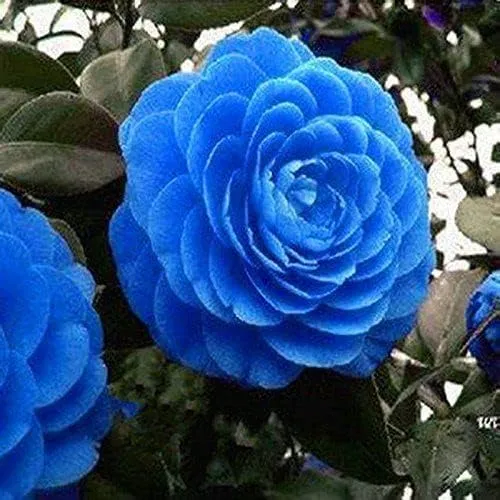 Camellia Seeds (Agramsero del Fiore Camellia Seeds) - Elegant Blooming Flowers for Gardens