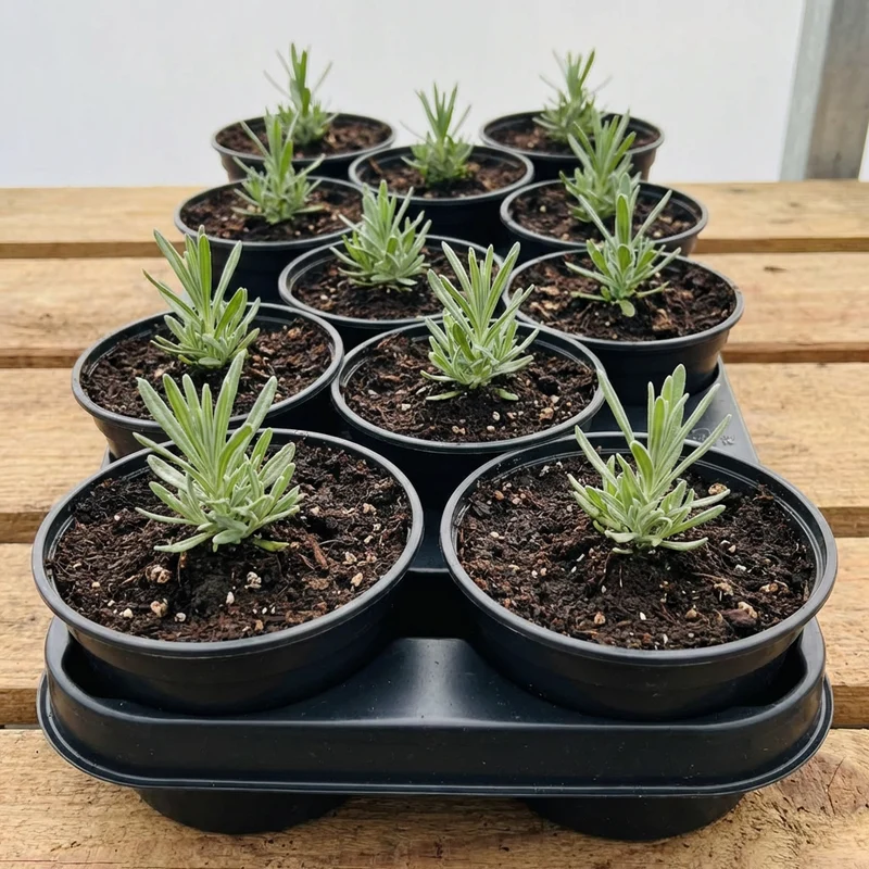 Anzuchtschale mit 12 Töpfen – 10,5 cm