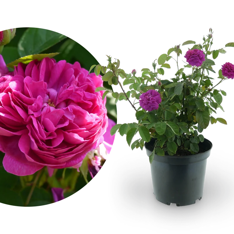 Strauchrose 'Rose de Resht' Purpur