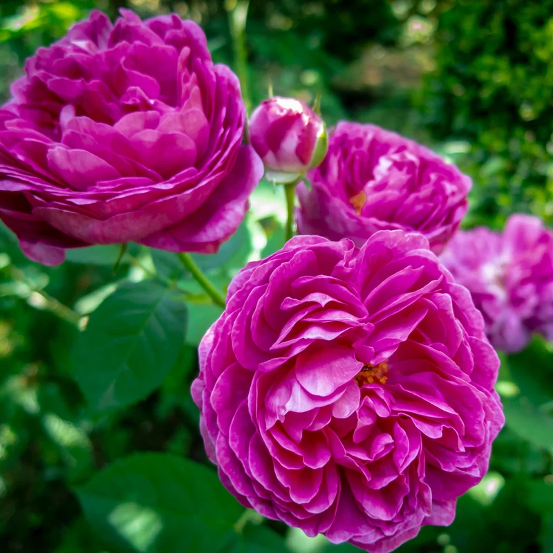 Strauchrose 'Rose de Resht' Purpur