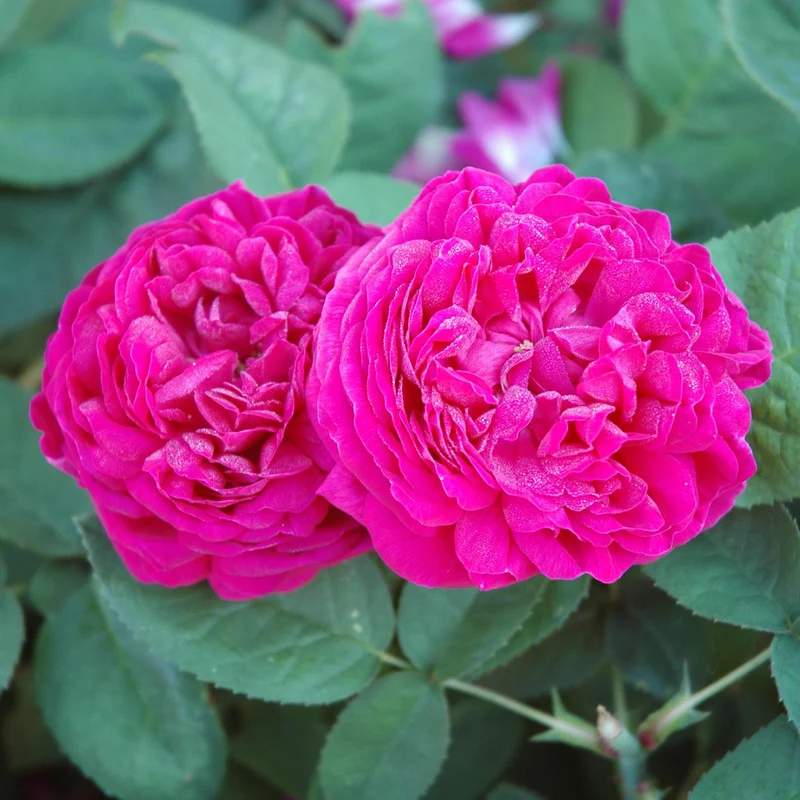 Strauchrose 'Rose de Resht' Purpur