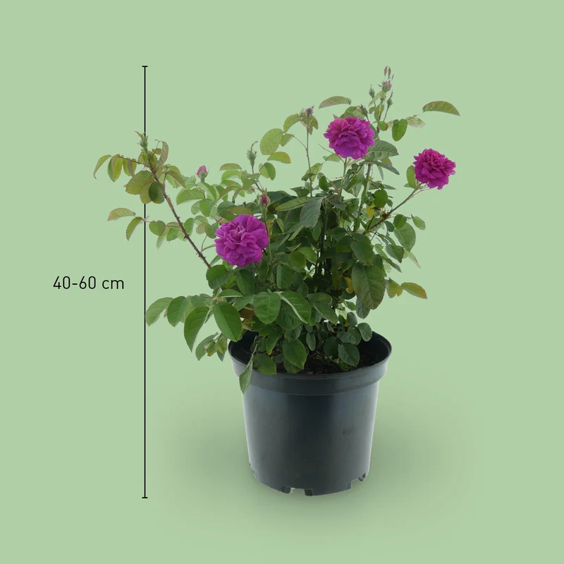 Strauchrose 'Rose de Resht' Purpur