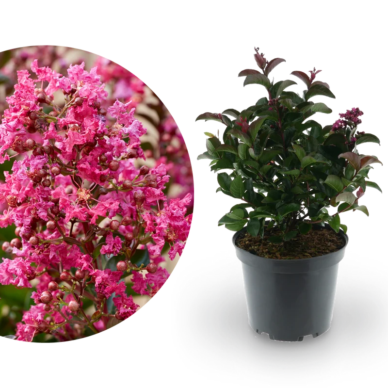 Lagerströmie 'Berry Dazzle®' Fuchsia