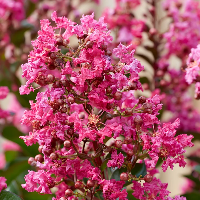 Lagerströmie 'Berry Dazzle®' Fuchsia