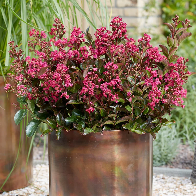 Lagerströmie 'Berry Dazzle®' Fuchsia