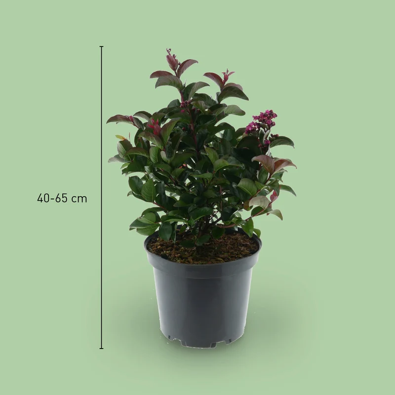 Lagerströmie 'Berry Dazzle®' Fuchsia