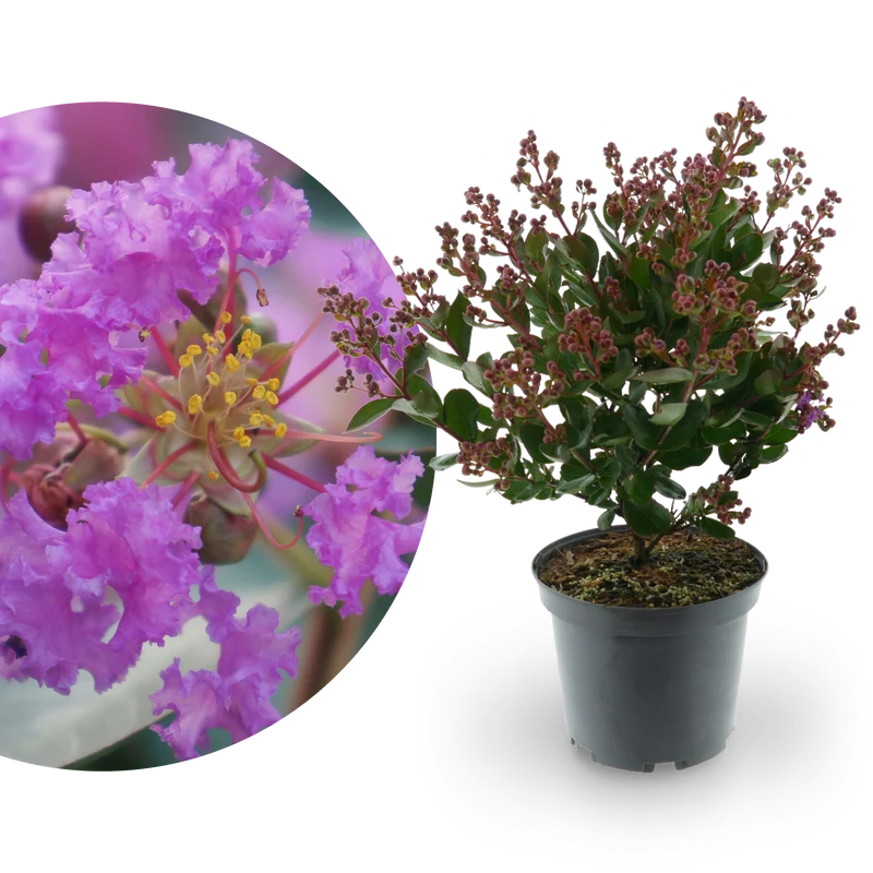 Lagerströmie 'With Love® Eternal' Violett