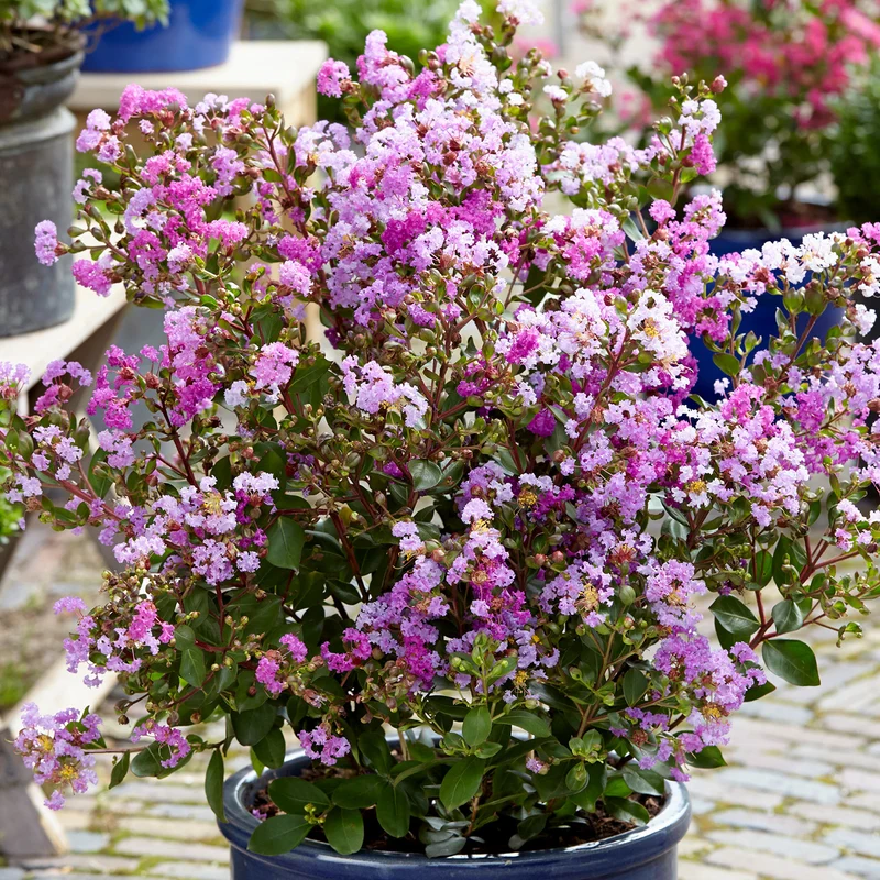 Lagerströmie 'With Love® Eternal' Violett