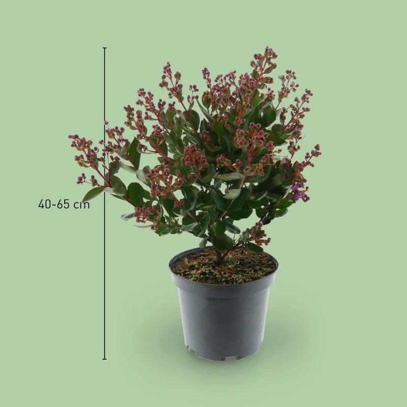 Lagerströmie 'With Love® Eternal' Violett