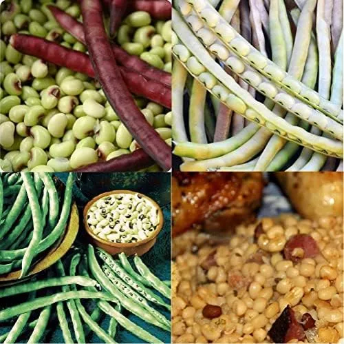 Mississippi Silber Heirloom Pea Seeds, Organic, Planting