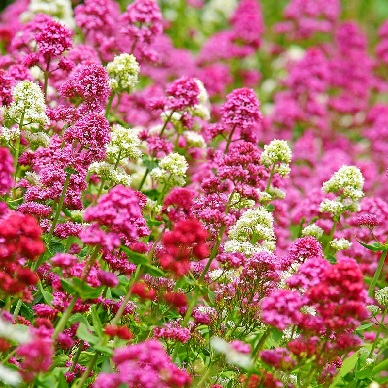 Pretty Betsy Centranthus Ruber Var Coccineus Seeds, Planting