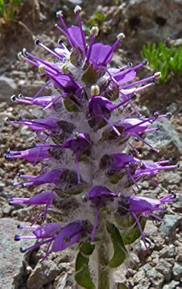 Besseya Alpina Flower Seeds, Planting, 100 pcs