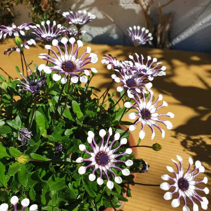 Margherita Flowers Osteospermum Seeds for Planting