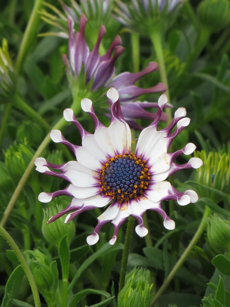Margherita Flowers Osteospermum Seeds for Planting