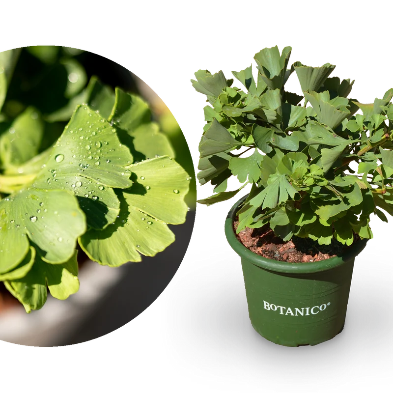 Ginkgobaum Botanico® 'Mariken'