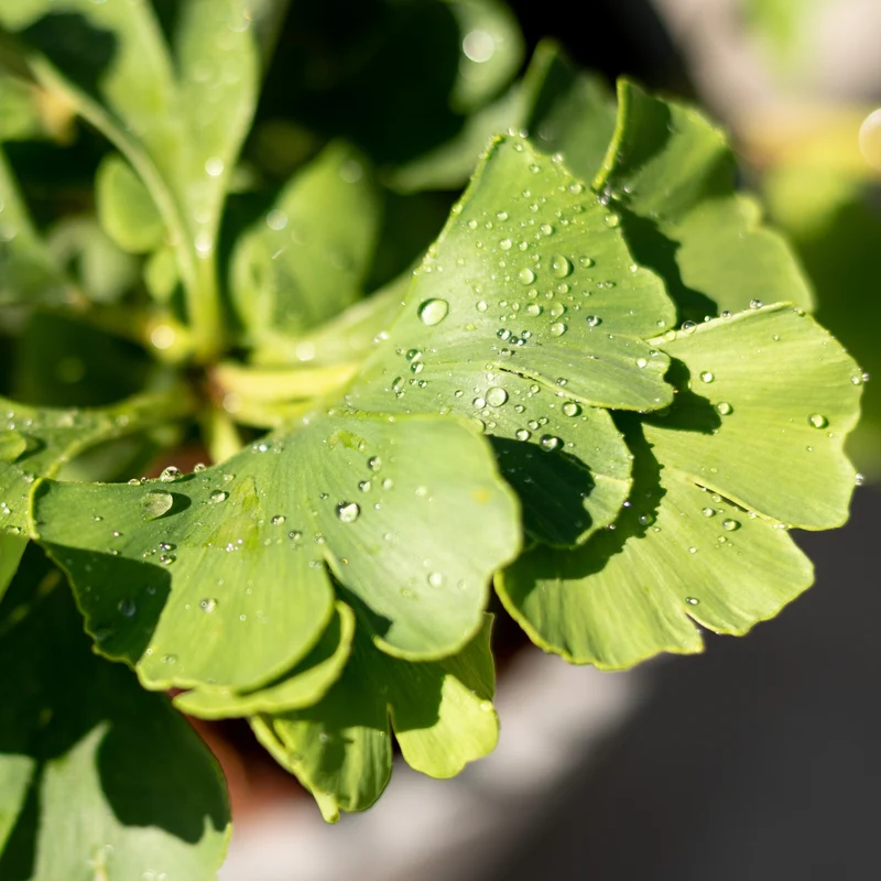 Ginkgobaum Botanico® 'Mariken'