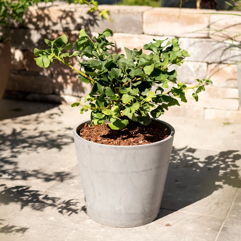 Ginkgobaum Botanico® 'Mariken'