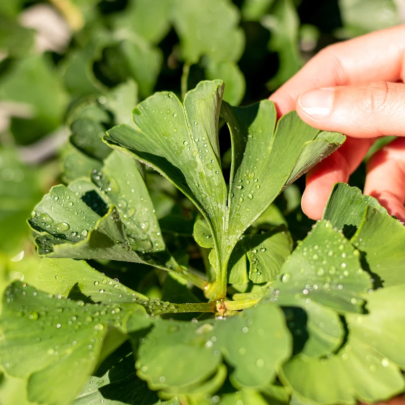 Ginkgobaum Botanico® 'Mariken'