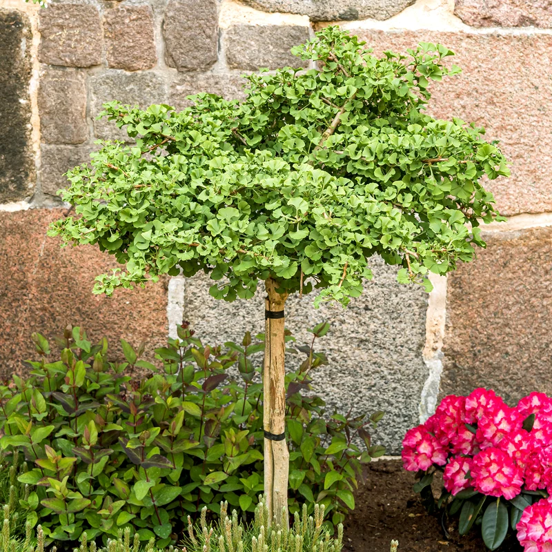 Ginkgobaum Botanico® 'Mariken'