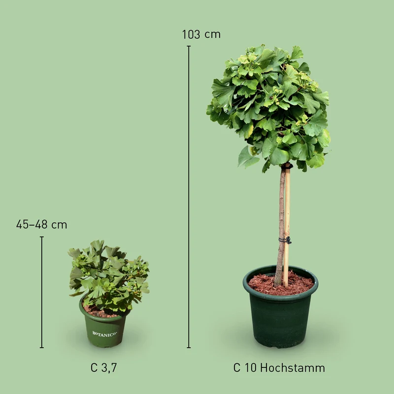 Ginkgobaum Botanico® 'Mariken'