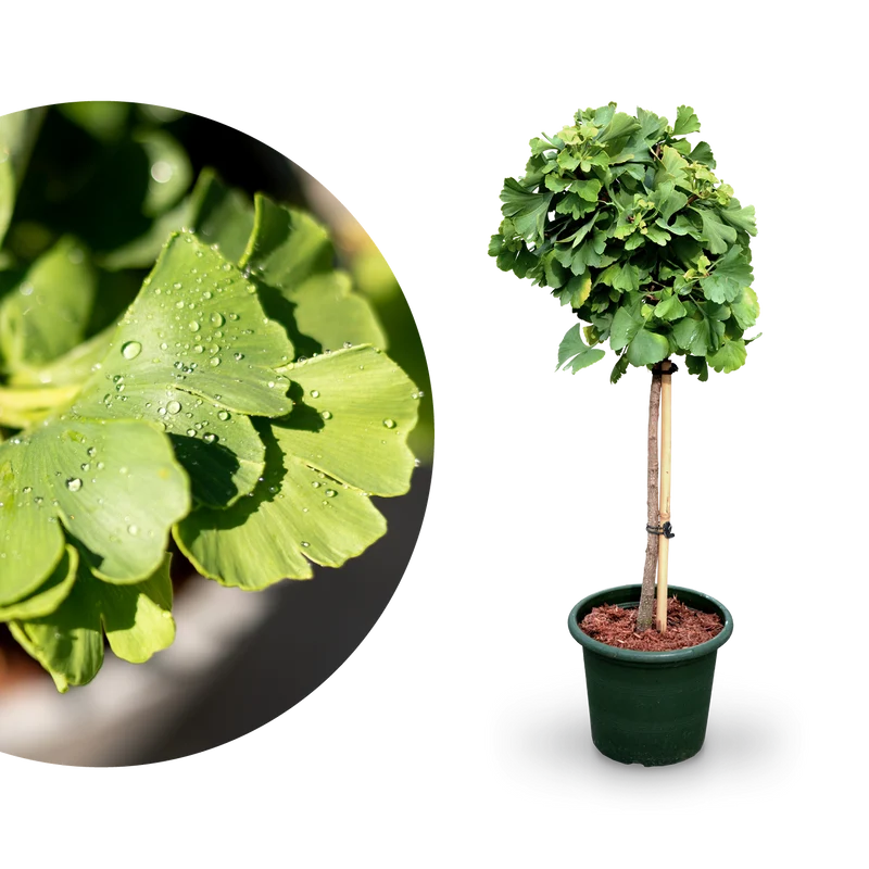 Ginkgobaum Botanico® 'Mariken'