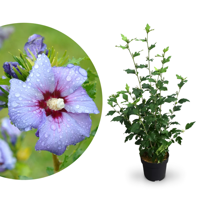 Hibiskus Proven Winners® 'Azurri'® Lila