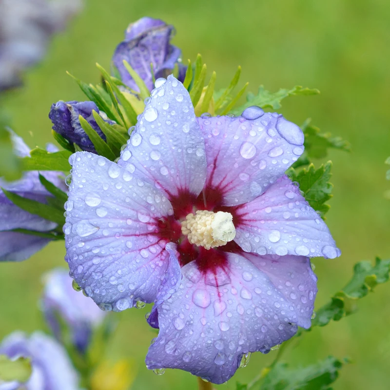 Hibiskus Proven Winners® 'Azurri'® Lila