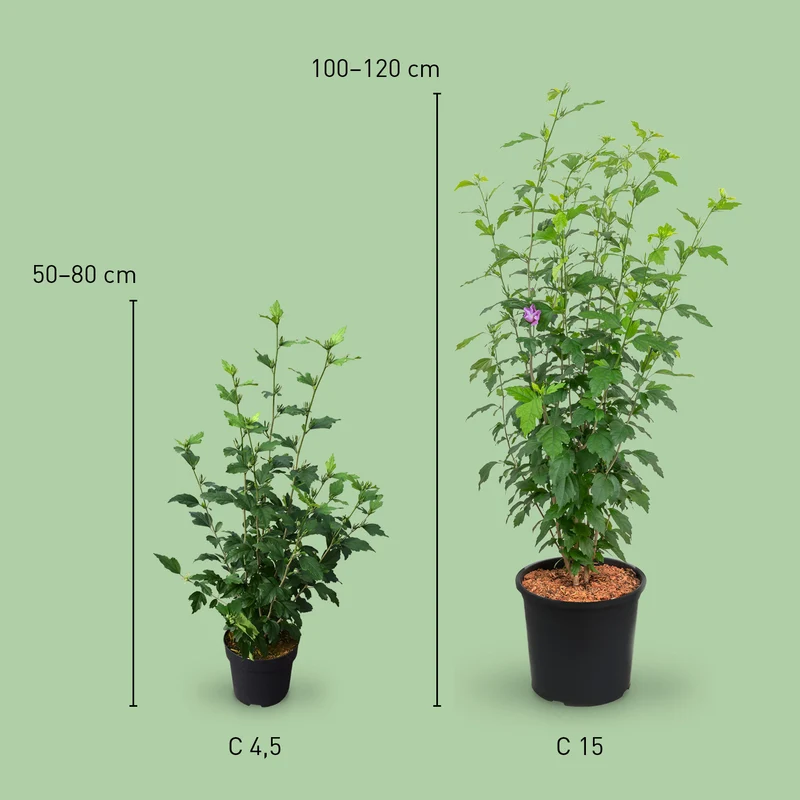 Hibiskus Proven Winners® 'Azurri'® Lila