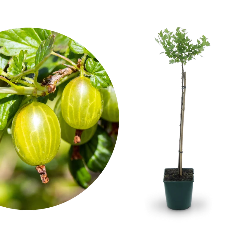 Bio-Stachelbeere 'Hinnonmäki gelb' Hochstamm