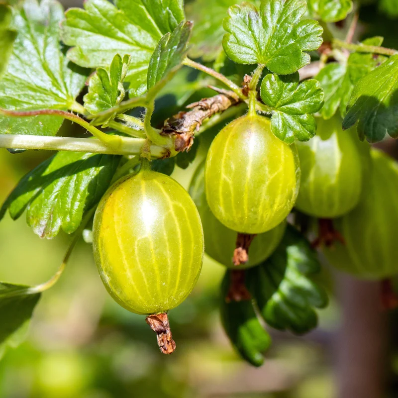 Bio-Stachelbeere 'Hinnonmäki gelb' Hochstamm