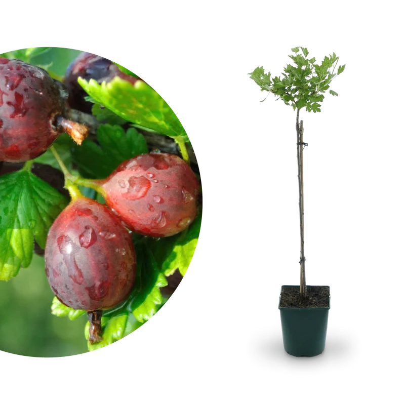 Bio-Stachelbeere 'Hinnonmäki rot' Hochstamm