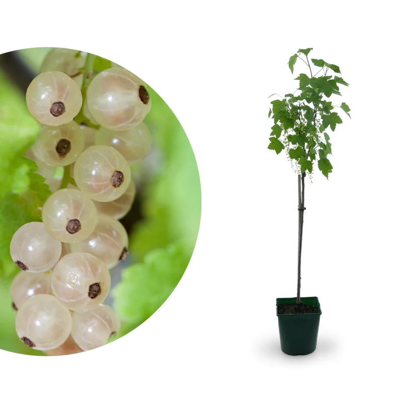 Bio-Johannisbeere 'Weiße Versailler' Hochstamm