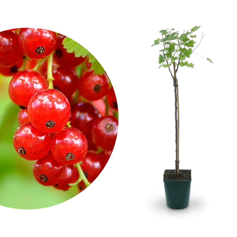 Bio-Johannisbeere 'Rovada' Hochstamm