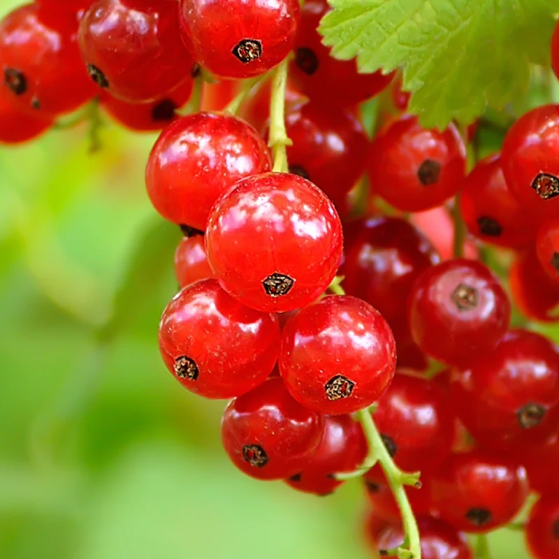 Bio-Johannisbeere 'Rovada' Hochstamm