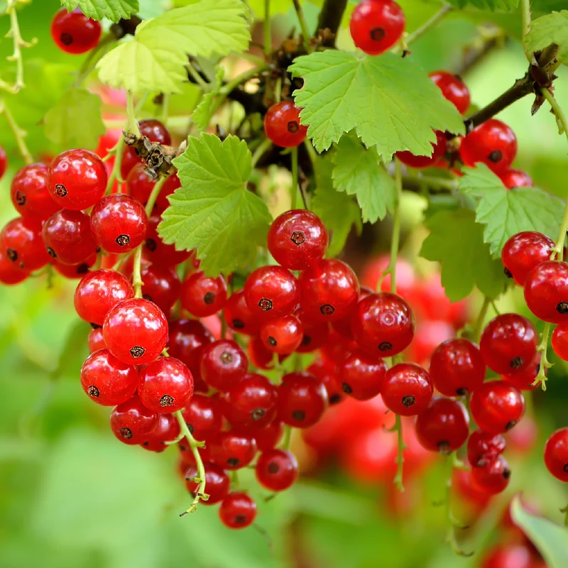 Bio-Johannisbeere 'Rovada' Hochstamm