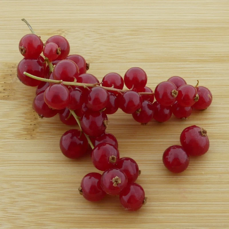 Bio-Johannisbeere 'Rovada' Hochstamm