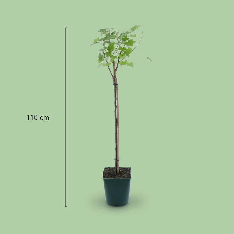 Bio-Johannisbeere 'Rovada' Hochstamm