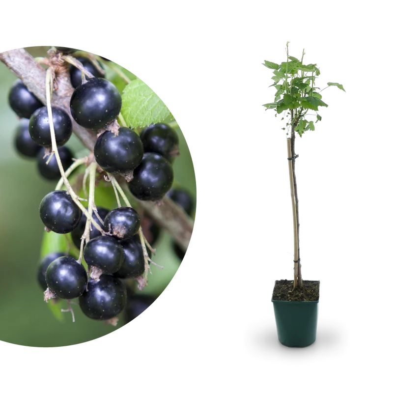 Bio-Schwarze Johannisbeere 'Ben Sarek' Hochstamm