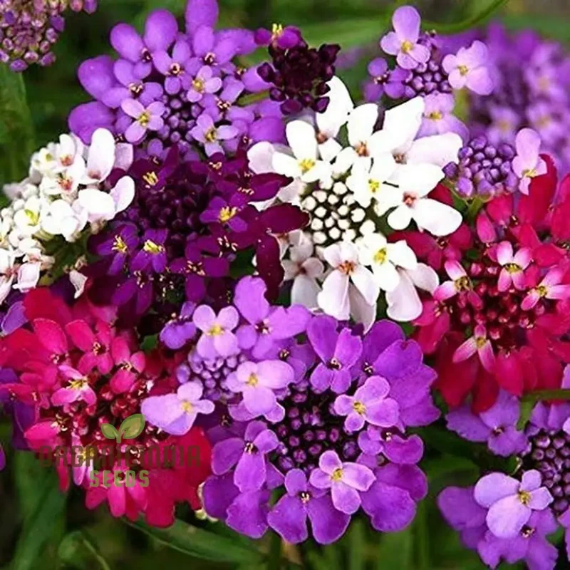 Globe Candytuft Mix Seeds - Colorful Blooms for Your Garden for Planting