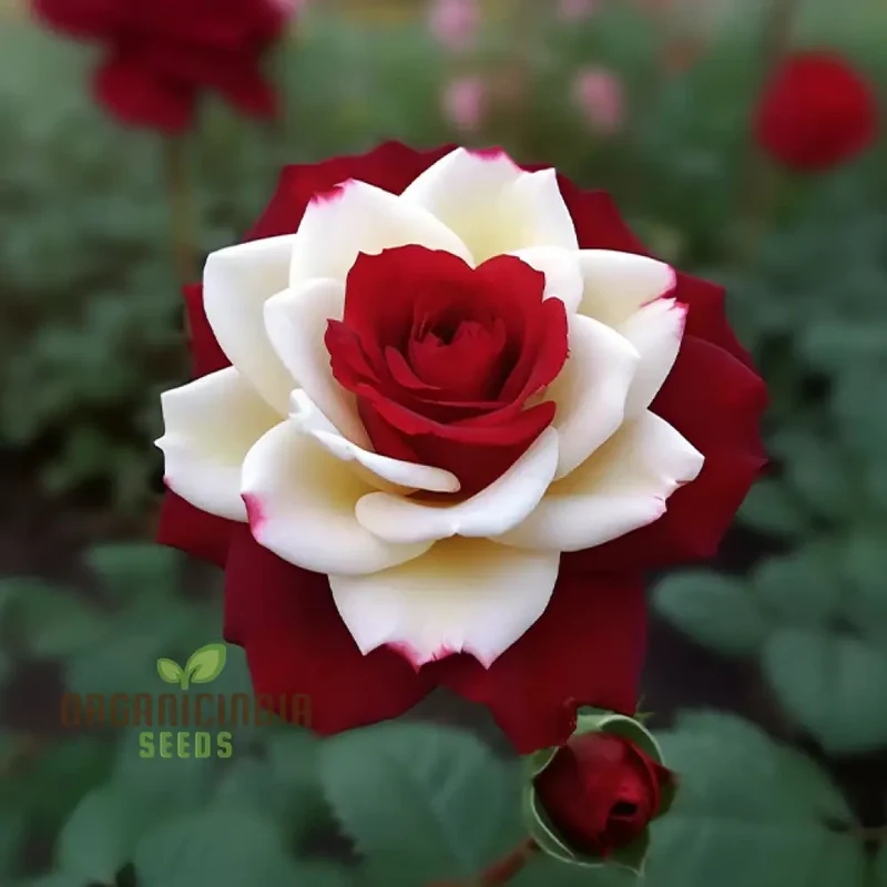 Rose Seeds (Brown and White Mixed Rose Seeds) - Unique Stunning Blooms for Gardens