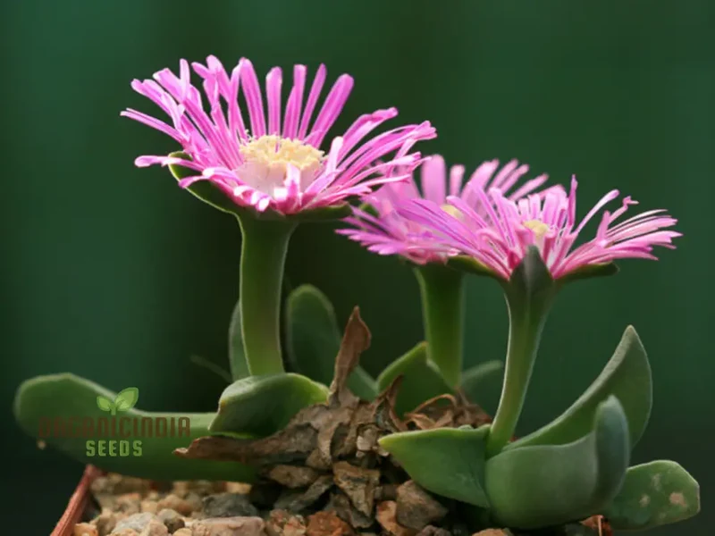 Shark Beak Succulent Seeds - All Seasons Pink Succulent Seeds for Indoor & Outdoor Gardening, Grow Beautiful Succulents from Seeds, Premium Quality Seeds