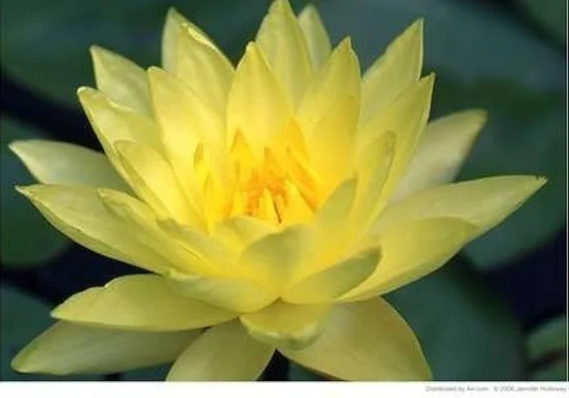 Lotus Seeds (Giant Sunburst Lotus Seeds) - Stunning Garden Blooms