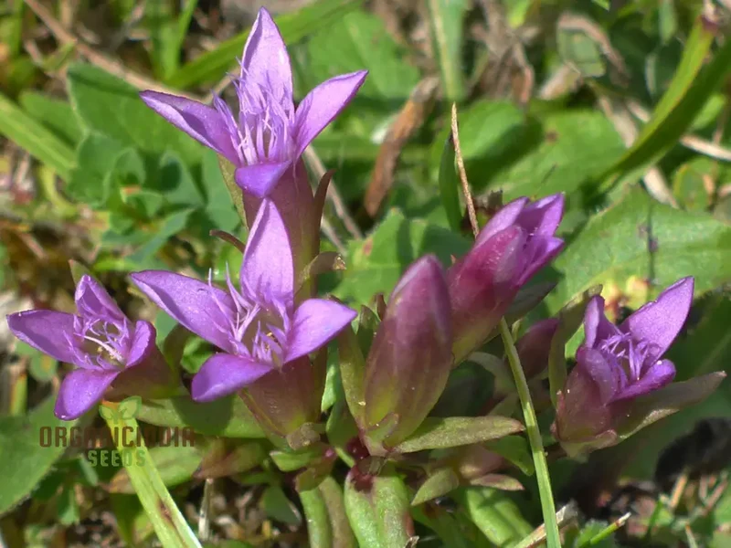 Light Purple Gentian Flower Seeds for Planting, Expert Guide to Cultivating Beautiful Gentian Blooms