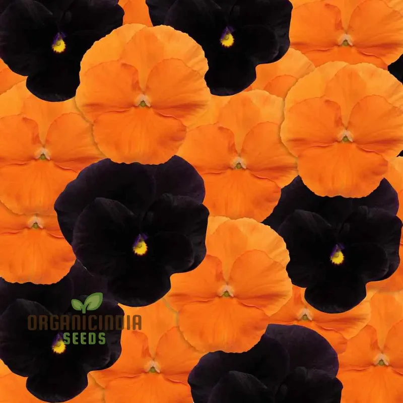 Pansy Halloween Black and Frizzle Sizzle Orange Mixed Flower Seeds for Planting, Premium High Quality Flower Seeds