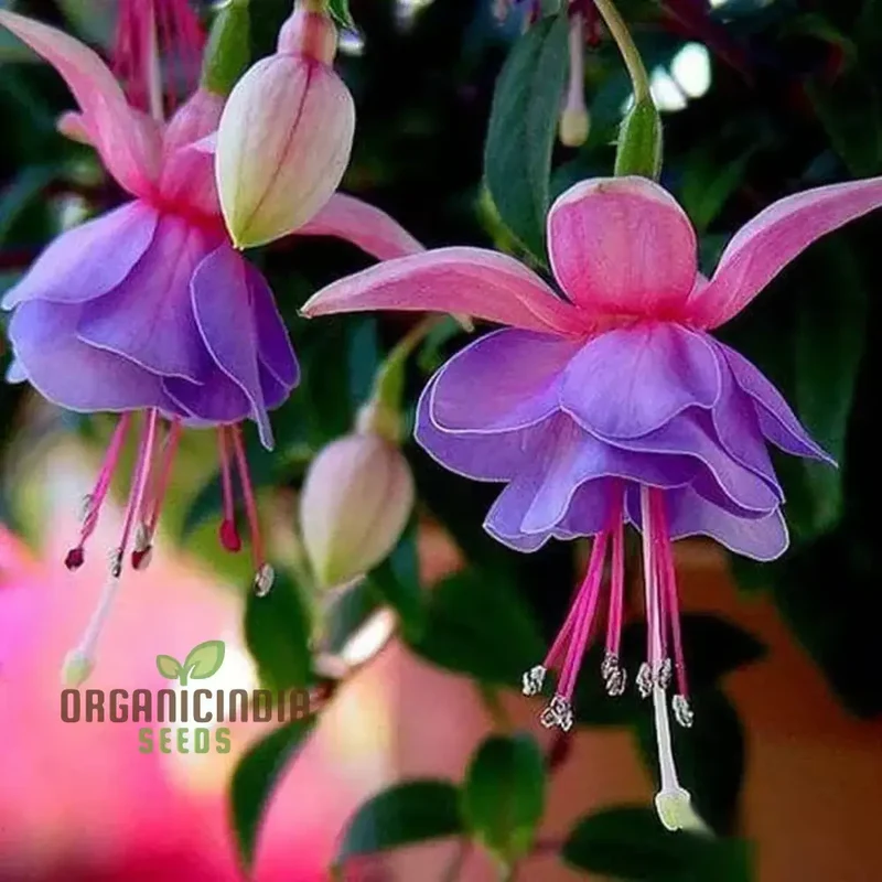 Fuchsia Astoria Seeds – Decorative Hanging & Border Flowers